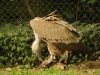 rns-mulhouse-2011-548 rns-mulhouse-2011-548