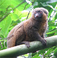 fulvus fulvus