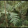 Foret apanga